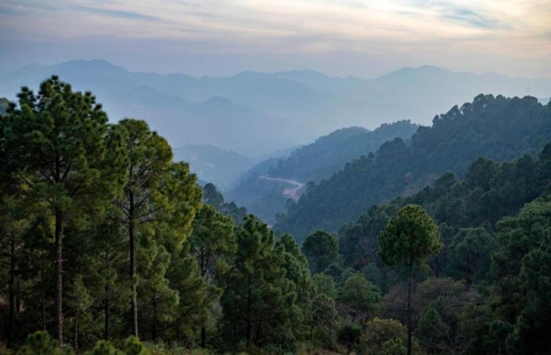 Mystic Forest View Kasauli I Serviced Villa I Best Seller I Vacations I Family Events I Open Air Lawn I Sky Bonfire I Kasauli By Exotic Stays Esterno foto